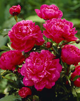 Без бренда «2KMB-4036» в Ижевске