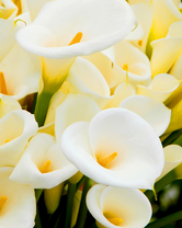 Без бренда «Белые каллы» в Ижевске