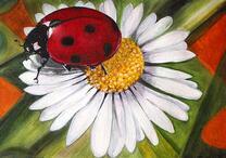 Божья коровка на цветке ромашки