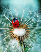 Божья коровка на пушистом одуванчике