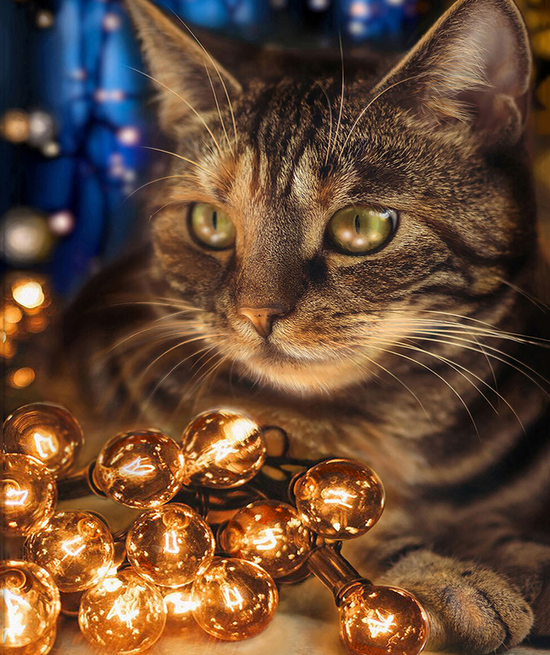 Алмазная мозаика 21x25 BOX40-2KXSB-0678