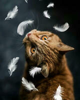 Без бренда «Кот среди перышек» в Ижевске