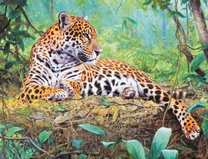 Отдыхающий леопард