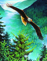 Орел над еловым лесом