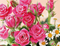 Без бренда «Букет розовых роз и ромашки» в Ижевске