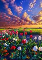 Без бренда «Поле тюльпанов под облачным небом» в Ижевске в интернет-магазине  Без бренда «Поле тюльпанов под облачным небом» в Ижевске